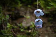 Meconopsis aculeata